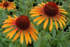 Echinacea 'Flame Thrower' (PBR) 13 Echinacea 'Flame Thrower' (PBR) -RootJoy Sales Shop pl2000024662 card7 lg