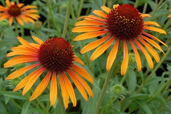 Echinacea 'Flame Thrower' (PBR) 7 Echinacea 'Flame Thrower' (PBR) - Image 7