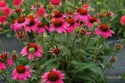Echinacea 'Amazing Dream' (PBR) -RootJoy Sales Shop pl2000024665 card4 lg
