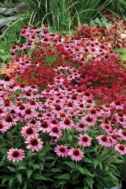 Echinacea 'Amazing Dream' (PBR) -RootJoy Sales Shop pl2000024665 card5 lg