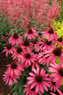 Echinacea 'Amazing Dream' (PBR) -RootJoy Sales Shop pl2000024665 card6 lg