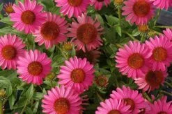 Echinacea 'Amazing Dream' (PBR) -RootJoy Sales Shop pl2000024665 card8 lg