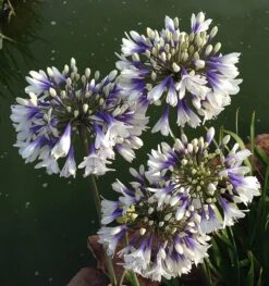 Agapanthus Twister ('Ambic001') (PBR) 21 Agapanthus Twister ('Ambic001') (PBR) -RootJoy Sales Shop pl2000024684 card11 lg