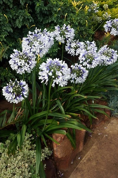 Agapanthus Twister ('Ambic001') (PBR) 2 Agapanthus Twister ('Ambic001') (PBR) - Image 2