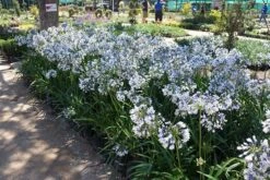 Agapanthus Twister ('Ambic001') (PBR) 13 Agapanthus Twister ('Ambic001') (PBR) -RootJoy Sales Shop pl2000024684 card3 lg