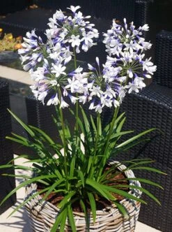Agapanthus Twister ('Ambic001') (PBR) 14 Agapanthus Twister ('Ambic001') (PBR) -RootJoy Sales Shop pl2000024684 card4 lg