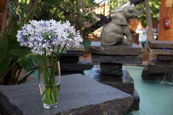 Agapanthus Twister ('Ambic001') (PBR) 5 Agapanthus Twister ('Ambic001') (PBR) - Image 5