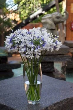 Agapanthus Twister ('Ambic001') (PBR) 18 Agapanthus Twister ('Ambic001') (PBR) -RootJoy Sales Shop pl2000024684 card8 lg