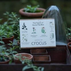 Herbal Teas Seed Gift Box 5 Herbal Teas Seed Gift Box -RootJoy Sales Shop pl2000024986 card3 lg