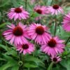 Echinacea Purpurea 'Rubinstern'