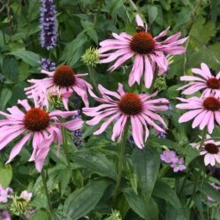 Echinacea Purpurea 'Rubinstern' -RootJoy Sales Shop pl2000025111 card3 lg