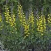 Baptisia 'Lemon Meringue'