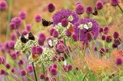 Butterfly Allium Collection -RootJoy Sales Shop pl2000025364 card3 lg
