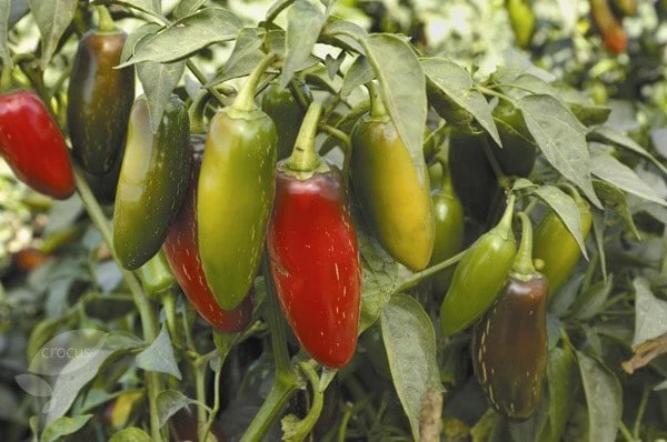 Chilli Starter Kit 2 Chilli Starter Kit - Image 2