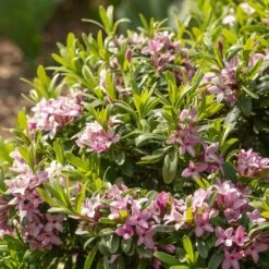 Daphne × Transatlantica Pink Fragrance ('Blapink') (PBR) -RootJoy Sales Shop pl2000025907 card2 lg