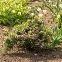 Daphne × Transatlantica Pink Fragrance ('Blapink') (PBR) -RootJoy Sales Shop pl2000025907 card3 lg