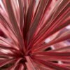 Cordyline Australis Charlie Boy ('Ric01') (PBR)