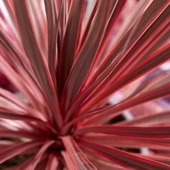 Cordyline Australis Charlie Boy ('Ric01') (PBR)