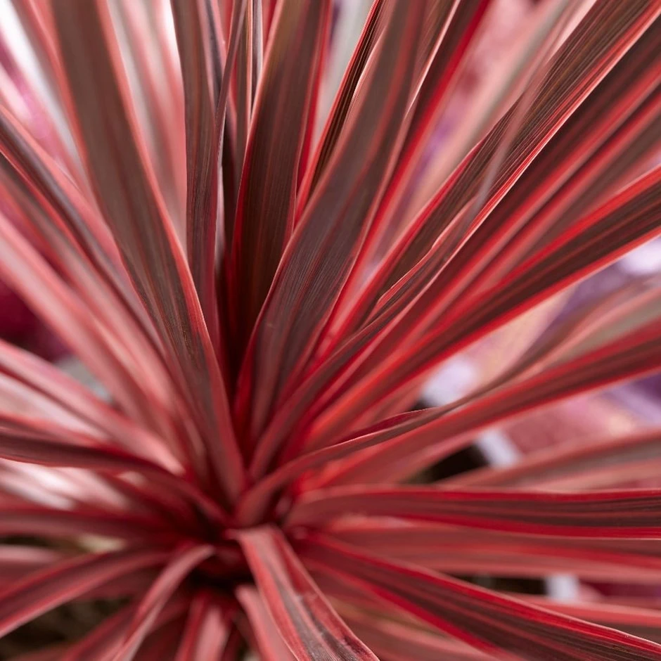 Cordyline Australis Charlie Boy ('Ric01') (PBR) 1 Cordyline Australis Charlie Boy ('Ric01') (PBR)