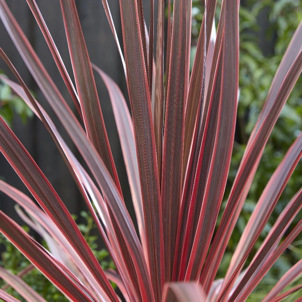 Cordyline Australis Charlie Boy ('Ric01') (PBR) 2 Cordyline Australis Charlie Boy ('Ric01') (PBR) - Image 2