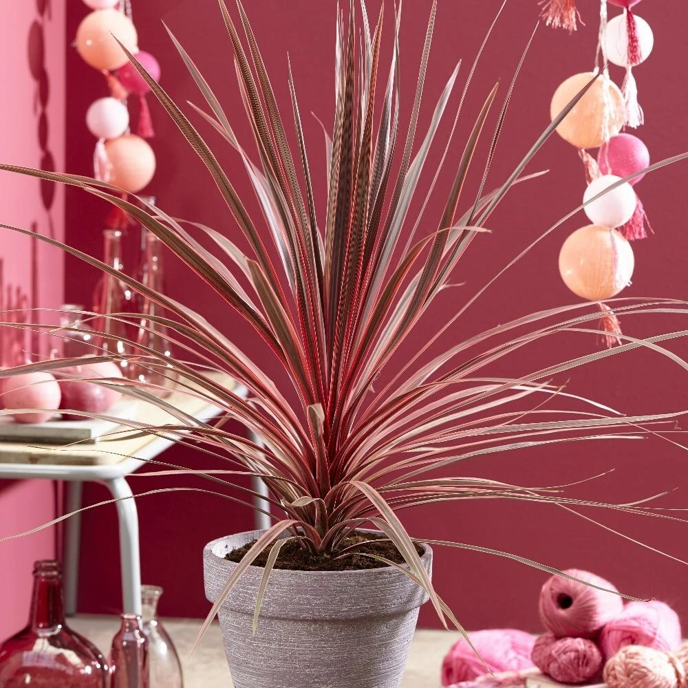 Cordyline Australis Charlie Boy ('Ric01') (PBR) 3 Cordyline Australis Charlie Boy ('Ric01') (PBR) - Image 3