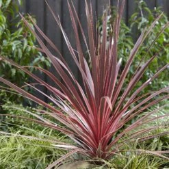 Cordyline Australis Charlie Boy ('Ric01') (PBR) 7 Cordyline Australis Charlie Boy ('Ric01') (PBR) -RootJoy Sales Shop pl2000026278 card4 lg