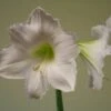 Hippeastrum 'Snow Queen'