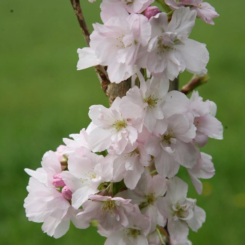 Prunus 'Amanogawa' 1 Prunus 'Amanogawa'