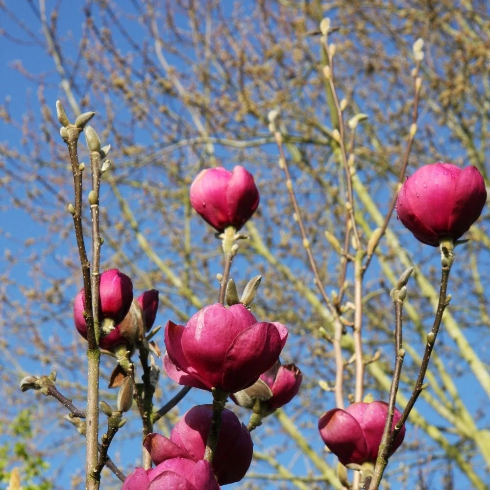 Magnolia Black Tulip ('Jurmag1') (PBR) 2 Magnolia Black Tulip ('Jurmag1') (PBR) - Image 2