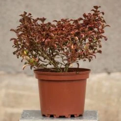 Coprosma 'Inferno' (PBR) -RootJoy Sales Shop pl2000027206 card3 lg