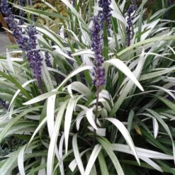 Liriope Muscari 'Okina' -RootJoy Sales Shop pl2000027478 card4