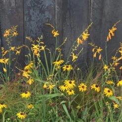 Golden Prairie Plant Combination