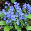 Omphalodes Cappadocica 'Cherry Ingram'