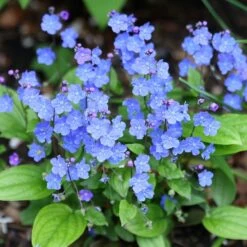 Omphalodes Cappadocica 'Cherry Ingram'