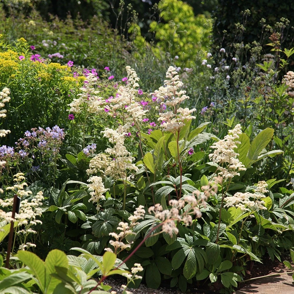 Rodgersia Aesculifolia 2 Rodgersia Aesculifolia - Image 2