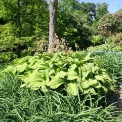 Rodgersia Aesculifolia 6 Rodgersia Aesculifolia -RootJoy Sales Shop pl2000028229 card3 lg