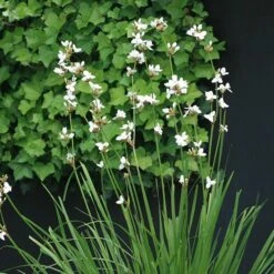 Libertia Chilensis -RootJoy Sales Shop pl2000028243 card2 lg