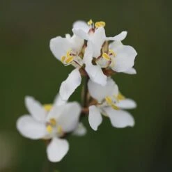Libertia Chilensis -RootJoy Sales Shop pl2000028243 card4 lg