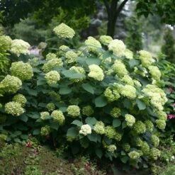 Hydrangea Arborescens Lime Rickey ('Smnhalr') (PBR) -RootJoy Sales Shop pl2000028409 card3 lg