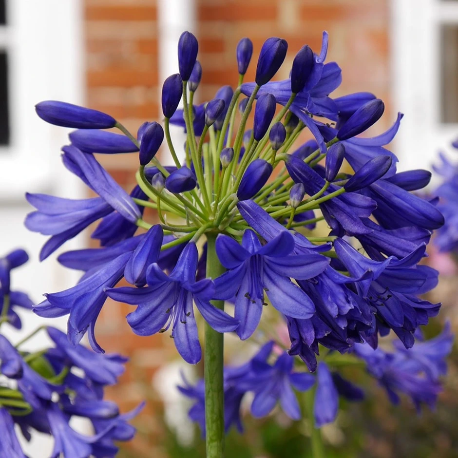 Agapanthus 'Flower Of Love' 1 Agapanthus 'Flower Of Love'