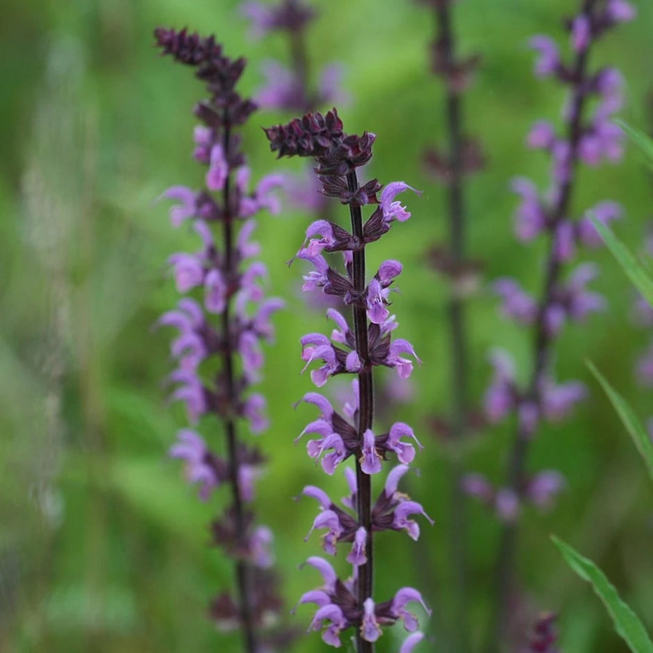 Salvia × Sylvestris 'Dear Anja' 1 Salvia × Sylvestris 'Dear Anja'