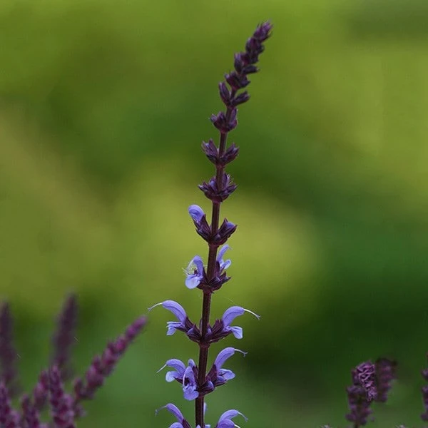 Salvia × Sylvestris 'Dear Anja' 2 Salvia × Sylvestris 'Dear Anja' - Image 2