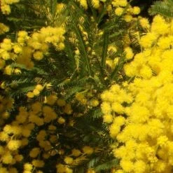 Acacia Dealbata -RootJoy Sales Shop pl2000032100 card3 lg