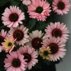 Echinacea SunSeekers Salmon ('IFECSSSAL') (PBR) (SunSeekers Series) -RootJoy Sales Shop pl2000033448 card3 lg