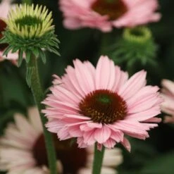 Echinacea SunSeekers Salmon ('IFECSSSAL') (PBR) (SunSeekers Series) -RootJoy Sales Shop pl2000033448 card4 lg