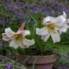 Lilium Formosanum Var. Pricei