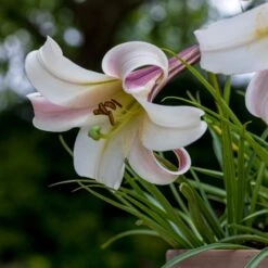 Lilium Formosanum Var. Pricei -RootJoy Sales Shop pl2000034305 card3 lg