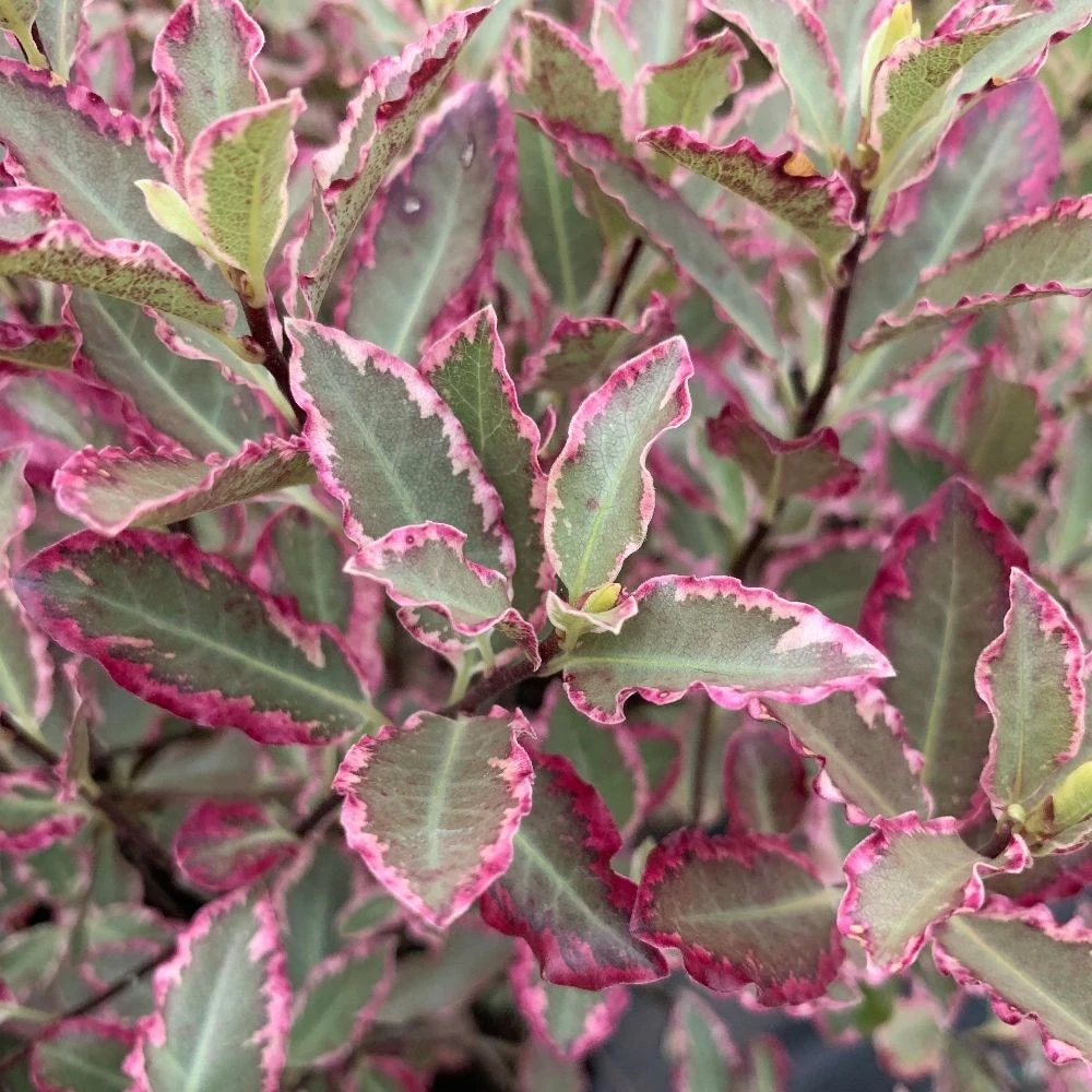 Pittosporum Tenuifolium 'Elizabeth' 2 Pittosporum Tenuifolium 'Elizabeth' - Image 2