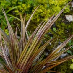 Astelia Nervosa 'Westland' -RootJoy Sales Shop pl2000036243 card2 lg