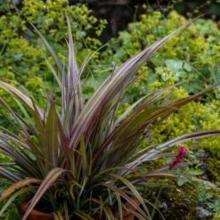 Astelia Nervosa 'Westland' -RootJoy Sales Shop pl2000036243 card3 lg